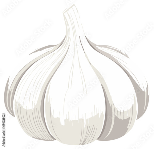 Whole garlic bulb vector illustration organic cooking ingredient design element
