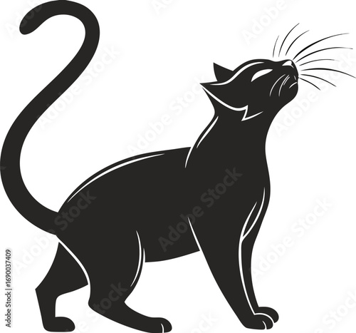 Silhouette of a sleek black cat with its head tilted upwards and tail curled feline animal