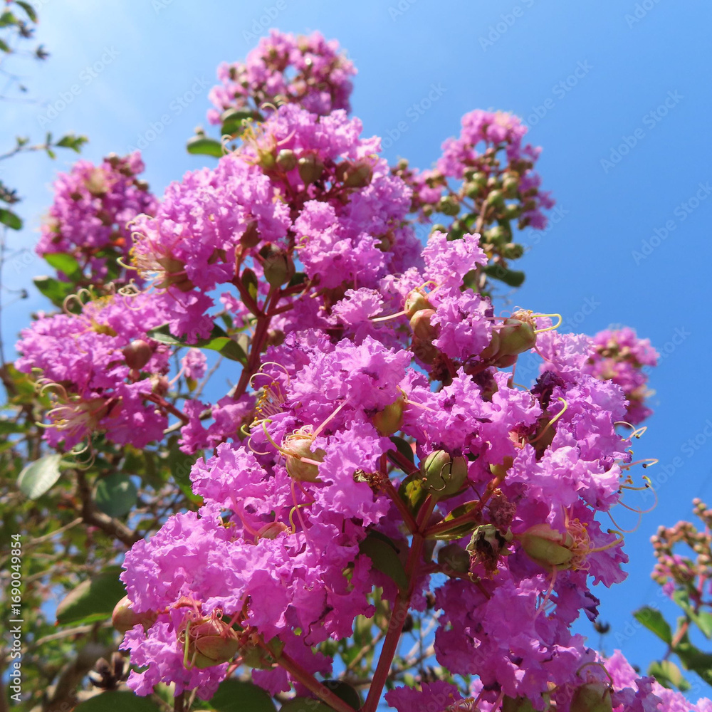 Fototapeta premium 日本で夏にサルスベリが花を咲かせています