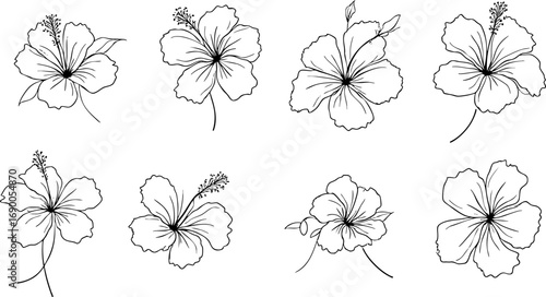 Monochrome Ink Hibiscus Flower Illustrations