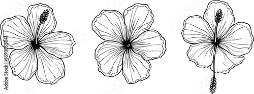 Monochrome Ink Hibiscus Flower Illustrations