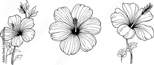 Monochrome Ink Hibiscus Flower Illustrations