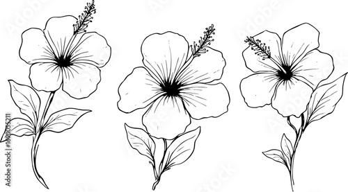 Monochrome Ink Hibiscus Flower Illustrations
