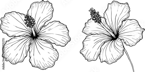 Monochrome Ink Hibiscus Flower Illustrations