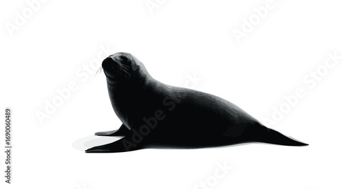 A cute California sea lion, a brown marine mammal, is isolated on a wet rock
