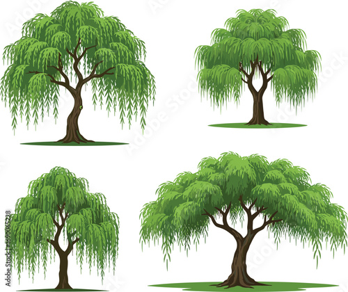 Set of Four Willow Trees with Hanging Green Leaves, Vector Nature Illustration, Tree Silhouettes, Garden Design, Botanical Art, Eco Concept