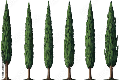 Set of Six Tall Cypress Trees with Dense Green Foliage, Vector Botanical Illustration, Evergreen Tree Silhouettes, Nature Landscape, Garden Design