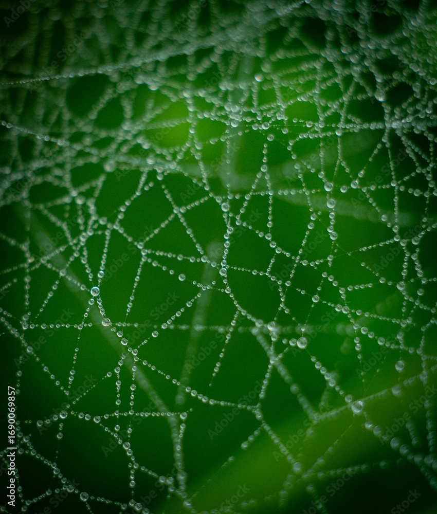 Obraz premium spider web with dew drops