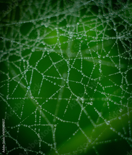 spider web with dew drops