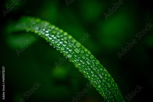 dew on a grass
