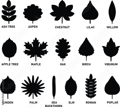 A set of leaf silhouettes featuring different tree and plant species like ash, aspen, chestnut, lilac, willow, apple, maple, oak, birch, viburnum, linden, palm, sea buckthorn, elm, rowan, and poplar.