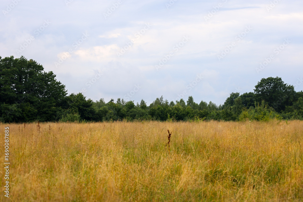 A colorful summer landscape with dry, tall grass and vibrant trees on the horizon. A calm, rural view under a light-gray sky that emphasizes the natural beauty of the landscape. A colorful summer landscape with dry, tall grass and vibrant trees on the horizon. A calm, rural view under a light-gray sky that emphasizes the natural beauty of the landscape.