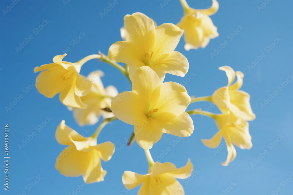 Obraz premium Generated image, yellow Petals scattered on blue skybackground.