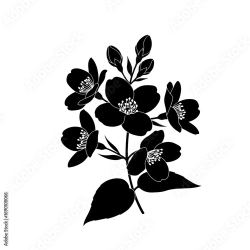 Black silhouette of jasmine flowers and buds isolated on white background silhouette