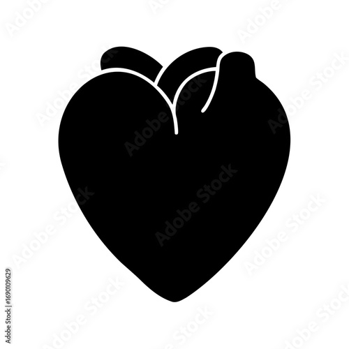 Black and white anatomical heart showing ventricles and atria illustration