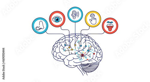 Understanding the human brain and its five senses how they connect and process information