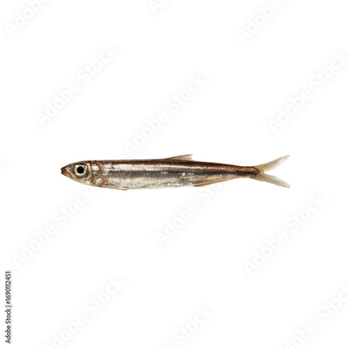 Single Fresh Water Sprat Fish Isolated on Black Background
