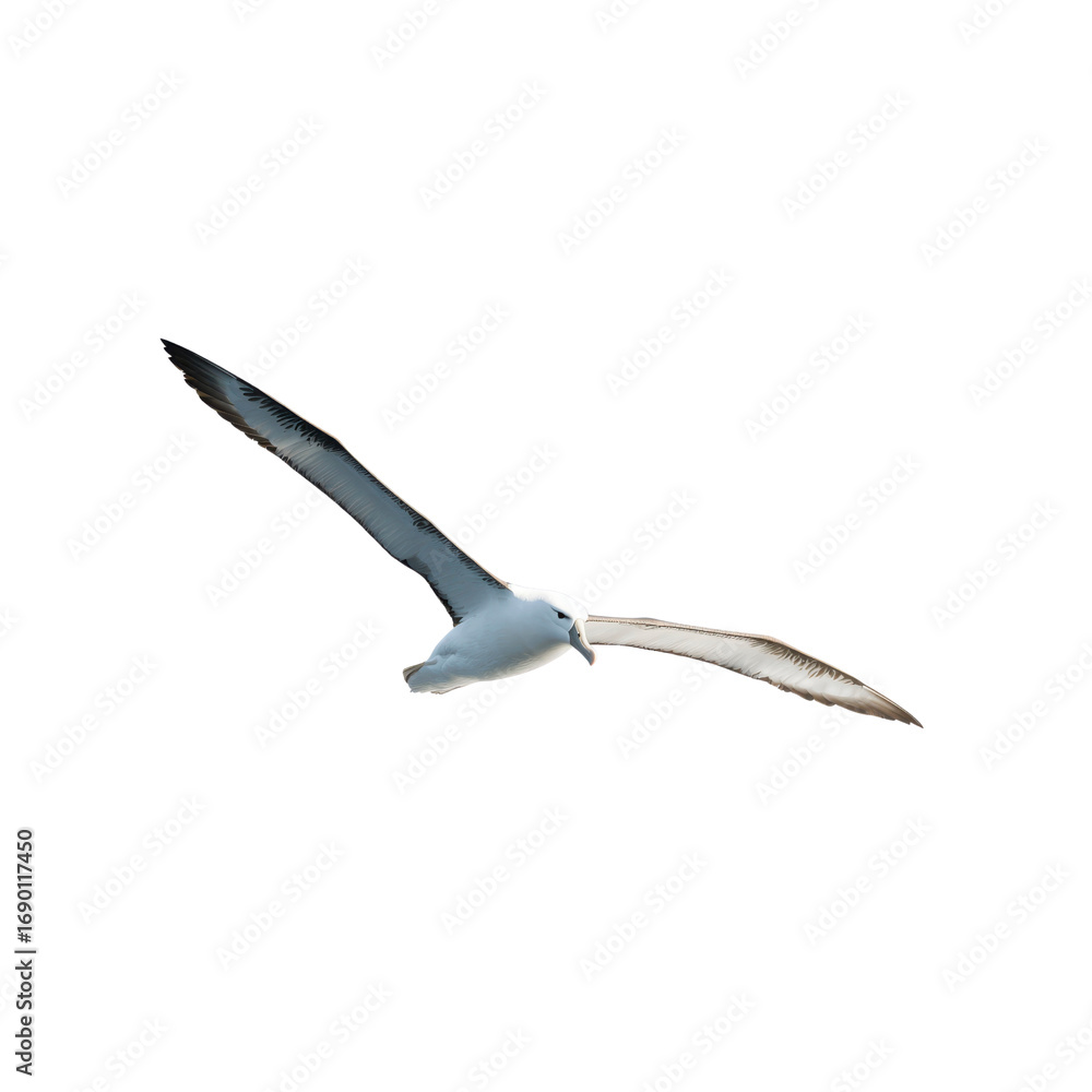 Obraz premium Antarctic Petrel in Flight, Isolated on Black Background