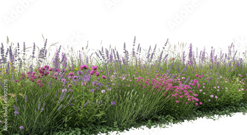 Fototapeta Naklejka Na Ścianę i Meble -  A lush border of lavender and pink flowers with green foliage, isolated on transparent background