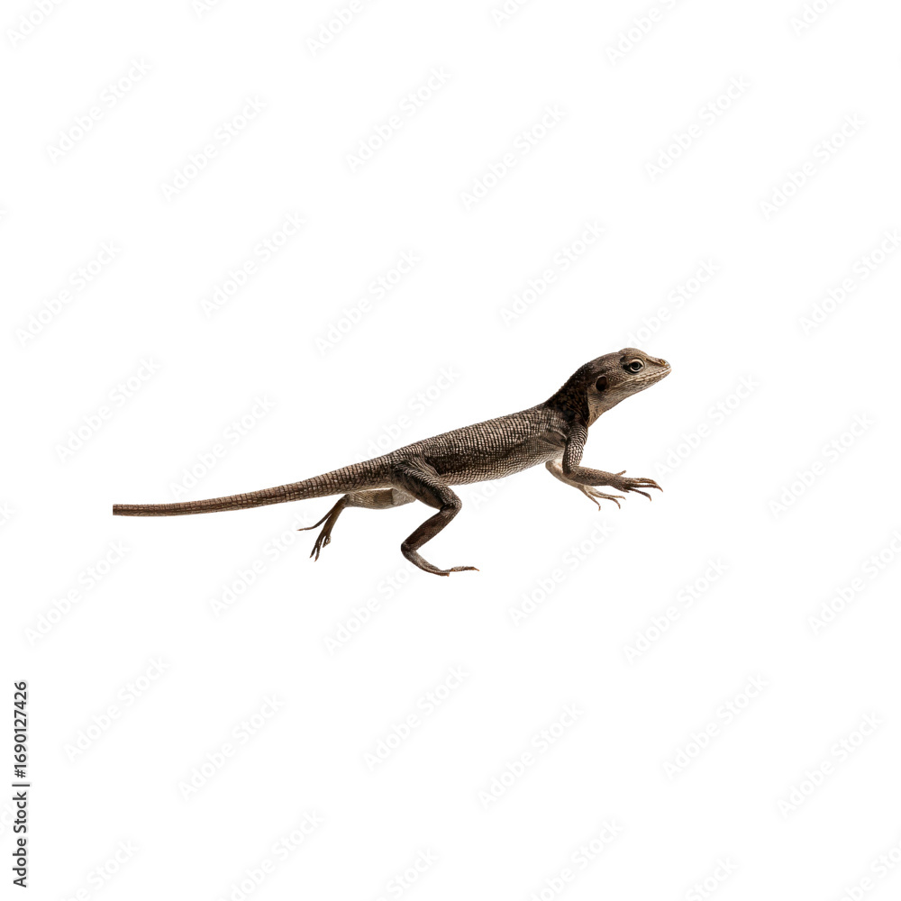 Naklejka premium Side Profile of a Brown and Grey Lizard in Motion Against a Black Background