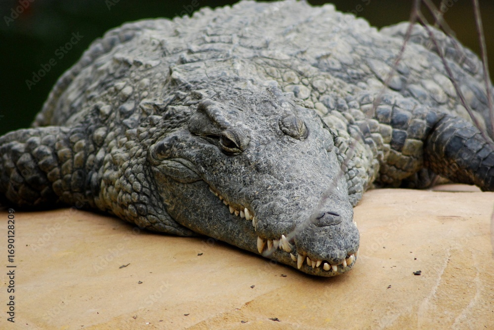 Obraz premium Portrait of crocodile