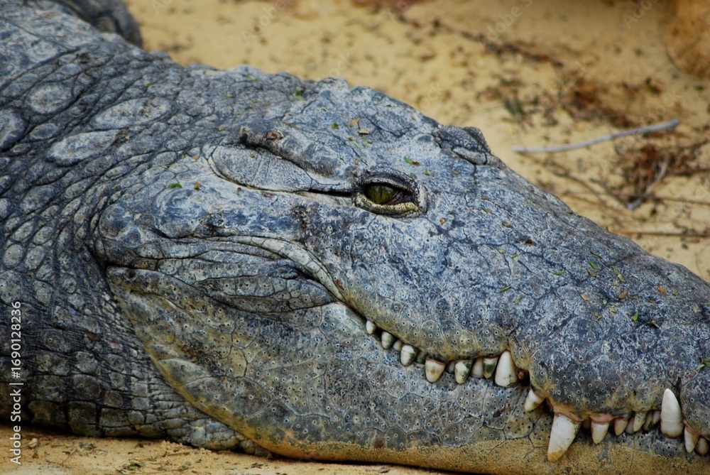 Obraz premium Portrait of crocodile
