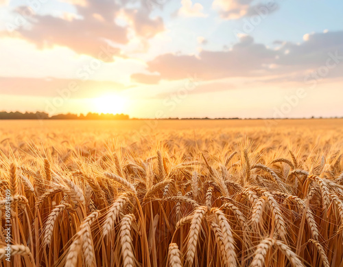 Golden Wheat Field Under a Warm Sunset Sky with Clouds