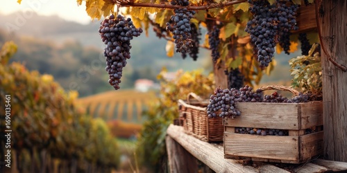 Bountiful Grape Harvest: A Beautiful Vineyard Scene with Lush Grapes Hanging from Vines and Rustic Baskets Ready for Picking in a Picturesque Setting