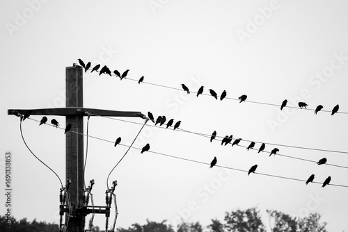 black and white picture of the silhouette of crows on power lines