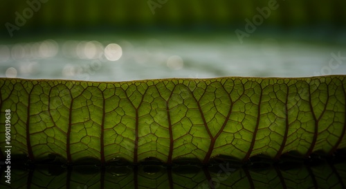 Intricate Leaf Vein Structure.