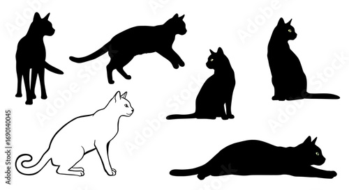 Photography set of cats