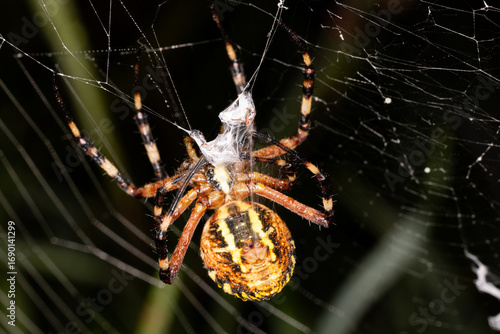 a wasp spider with prey in its web