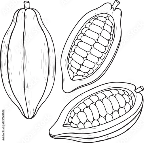 Hand Drawn Cocoa Pods and Beans Line Art cacao fruit