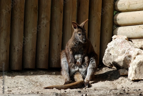 kangaroo in the zoo