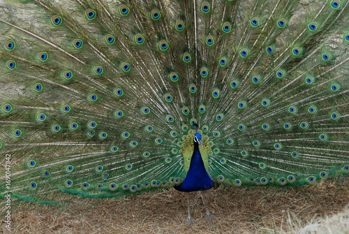 peacock with feathers
