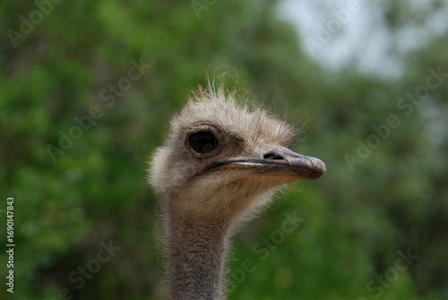ostrich head close up