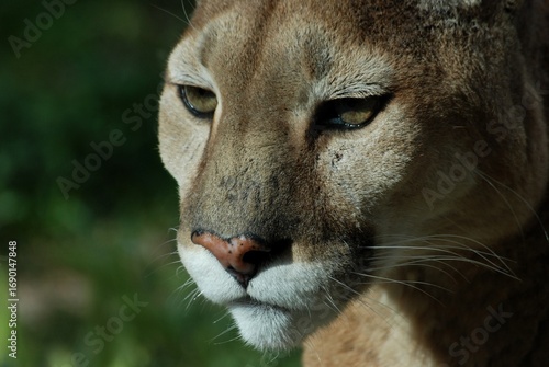 portrait of a lion