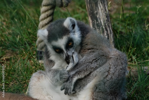 ring tailed lemur