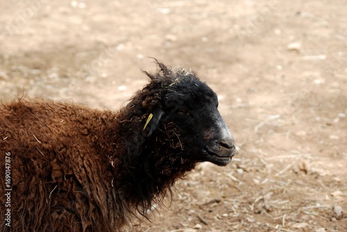 Black goat