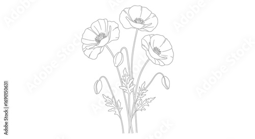 delicate line art of blooming poppies with slender stems