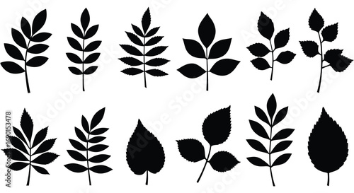 various leaf shapes arranged neatly in rows and columns
