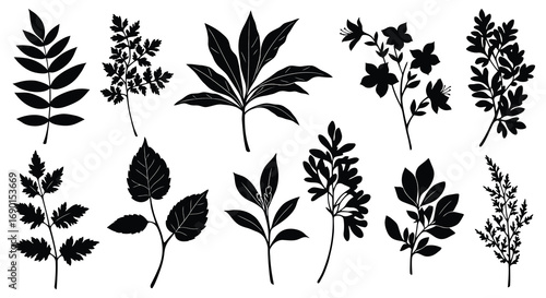 various botanical illustrations showing diverse leaf shapes and plants