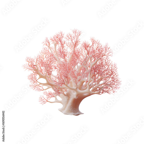 Delicate Pink Sea Fan Coral Isolated on Black Background