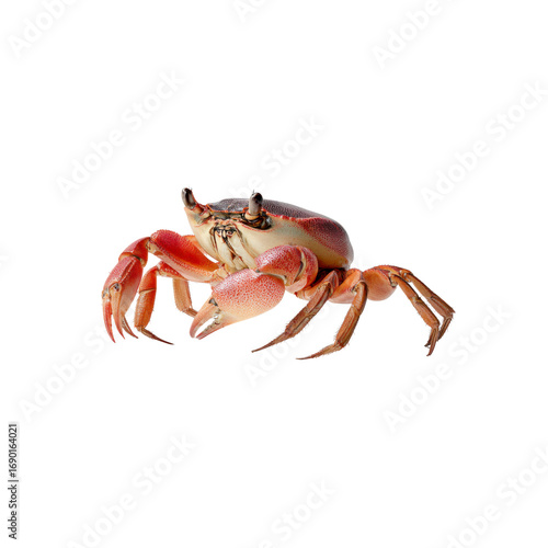 Vibrant Red Crab on Black Background Close-Up Studio Shot