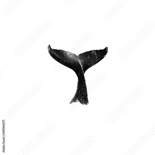Majestic Whale Tail Fluke Underwater Elegance in Monochrome