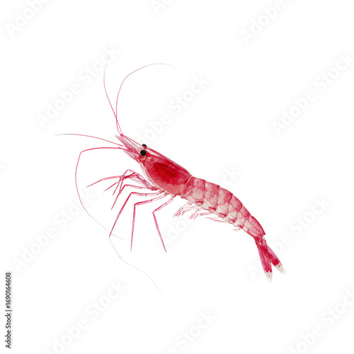 Single Red Shrimp on Black Background - High-Resolution Seafood Image