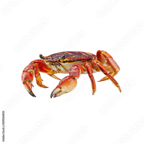 Vivid Red Rock Crab on Black Background - Detailed Close-Up