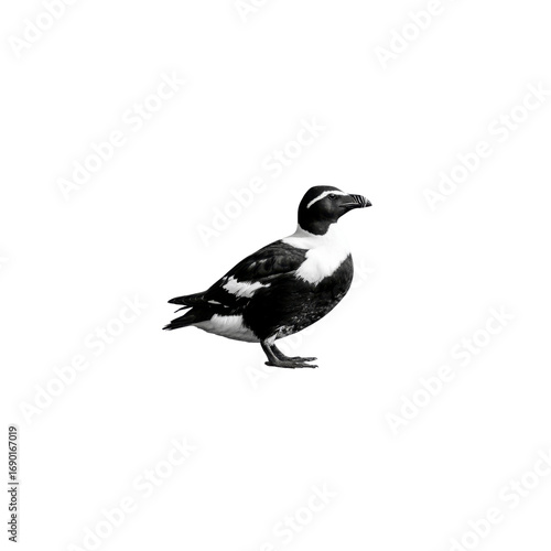 Razorbill Auk Black and White Bird on Black Background