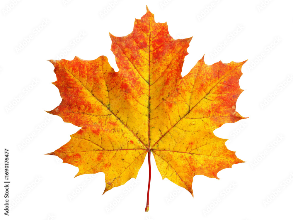 Fototapeta premium Vibrant autumn maple leaf isolated on black background, Isolated On White Background, Png Transparent
