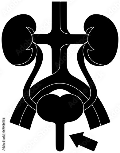 anatomical illustration modern silhouette internal logo intestinal icon intestine outline large man medical medicine organ pain rectum science scientific shape and vector graphic background